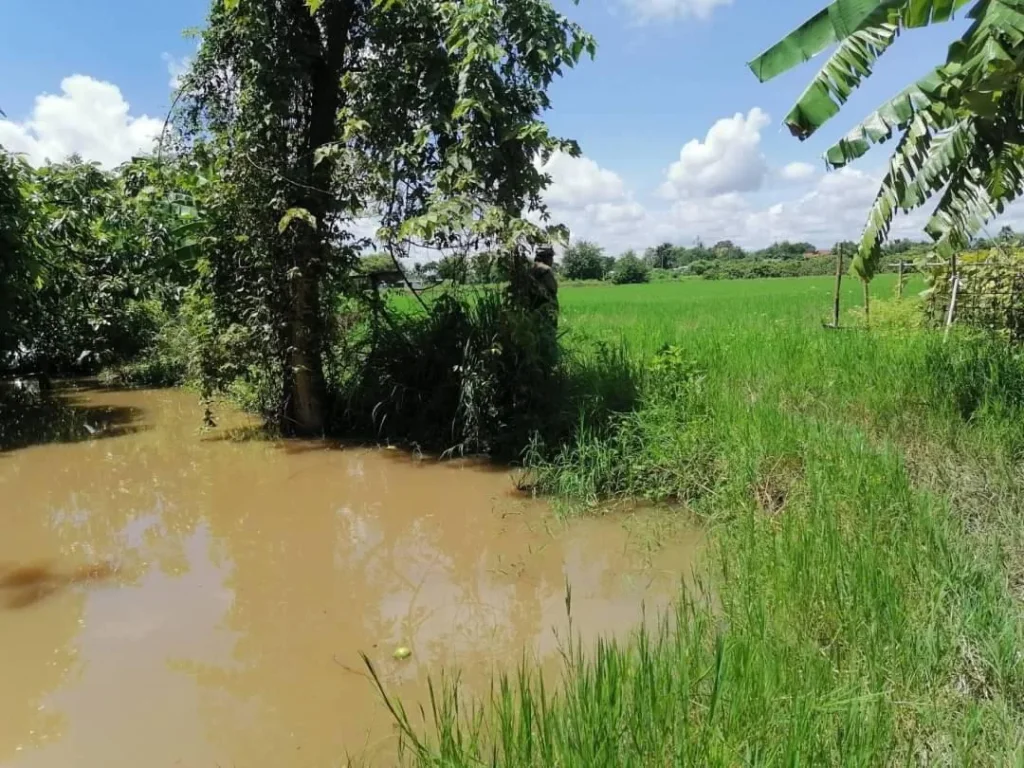 ขายที่นาติดถนนคลองชลประทาน มะขามหลวงสันป่าตองโฉนด