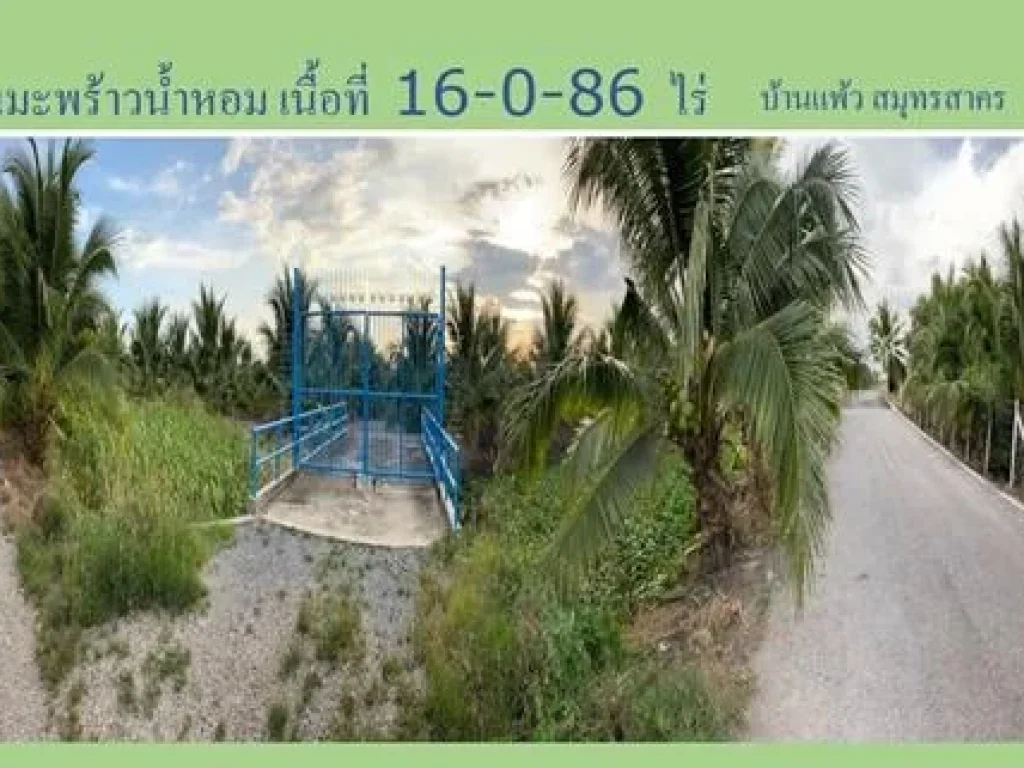 ขายสวนมะพร้าวน้ำหอม 16 -0-86 ไร่ ติดถนนทางหลวงชนบท สมุทรสงคราม 5026 อบ้านแพ้ว สมุทรสาคร