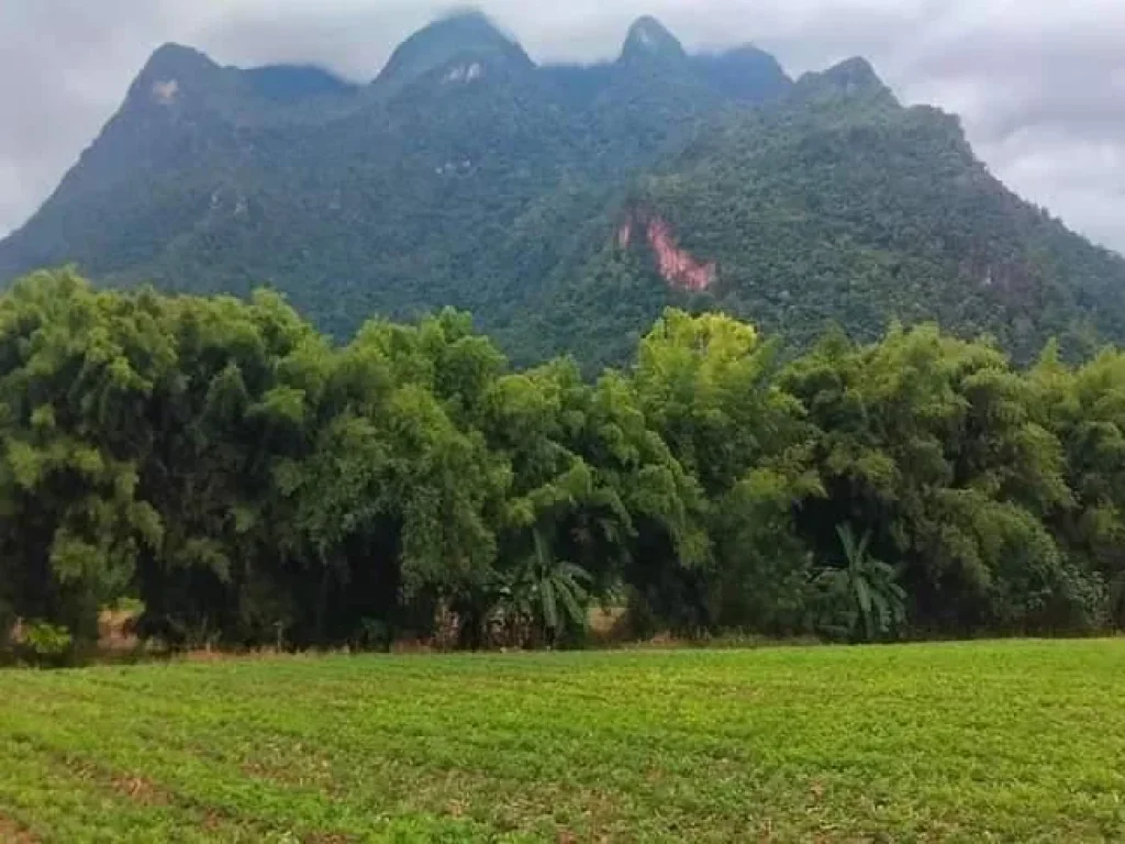 ขายที่ดินวิวดอยหลวง บ้านถ้ำเชียงดาว เอกสาร นส3ก