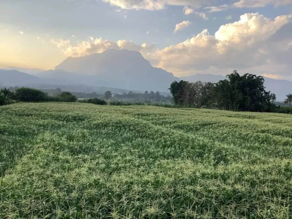 ขายที่สวนเชียงดาว วิวดอยหลวง ติดถนน น้ำไฟพร้อม