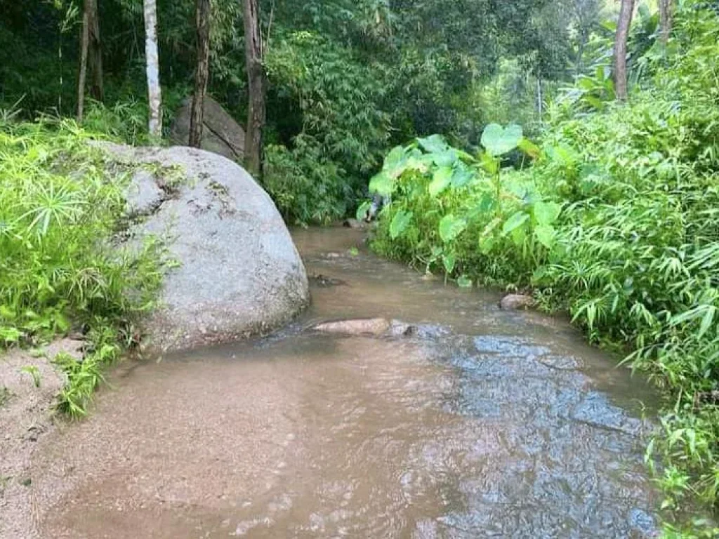 ขายที่ดินติดลำธารน้ำ บ้านแม่รวมออนเหนือแม่ออน