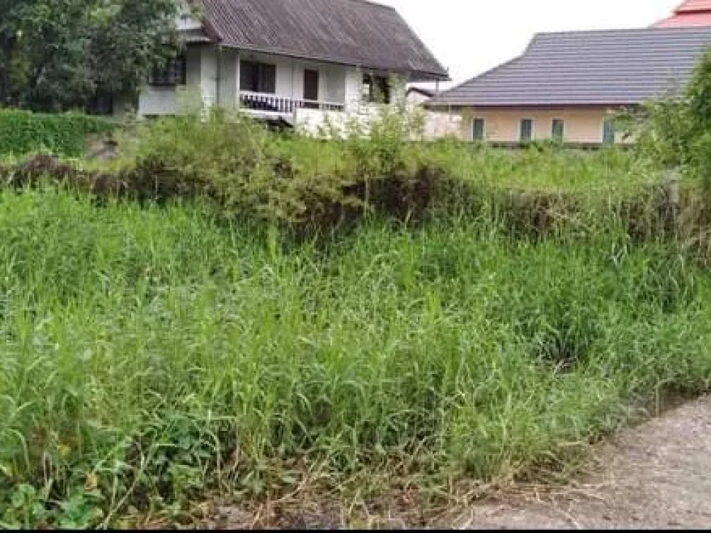 ขายที่ดินดอยสะเก็ตคุรุสภาห่างถนนหลัก 50 เมตร