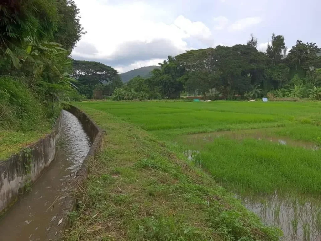 ขายที่นาติดน้ำแม่ลาย หน้าติดถนนสาย 3005 ป่าเมี่ยงพร้อมโอน