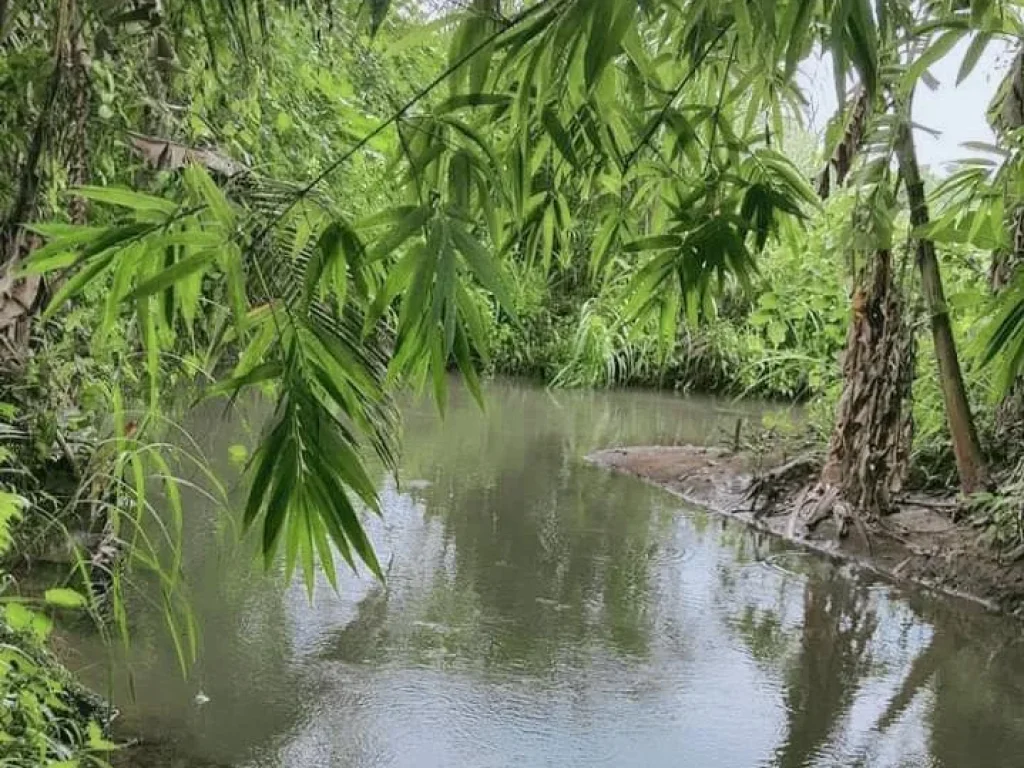 ขายที่ดินบ้านปางเบาขี้เหล็กแม่แตงติดลำห้วย ลำเหมือง