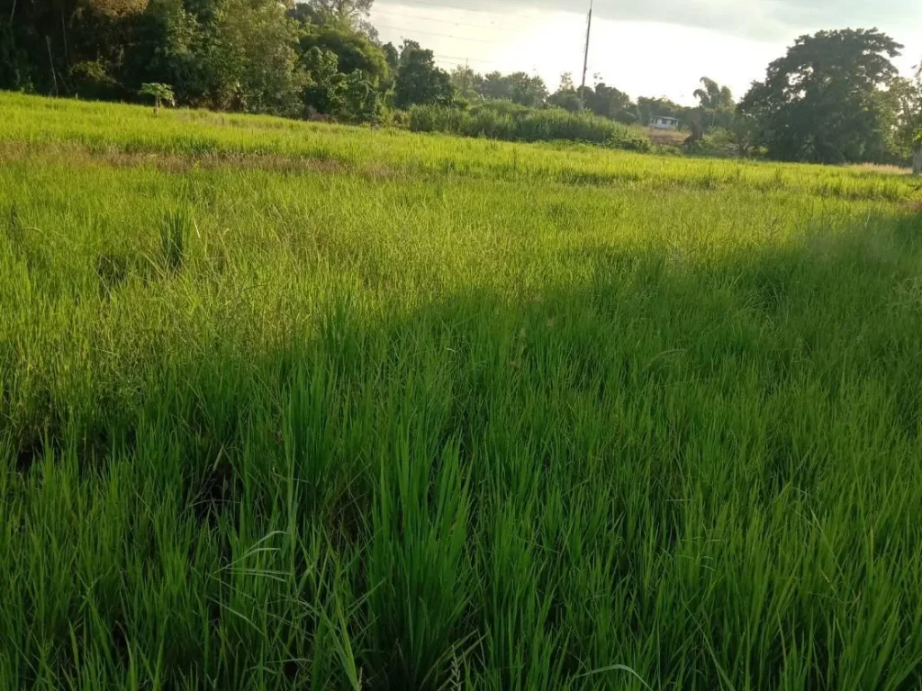 ขายที่ดินเหมาะทำบ้านสวนโคกหนองนา โฉนด 3 ไร่ 3 งาน 80 ตรว อเชียงคาน