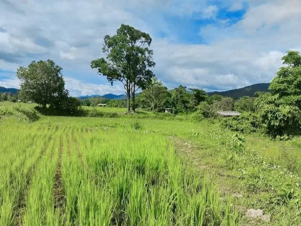 ขายที่ดินทาเหนิอแม่ออน วิวดอย ห่างถนนหลัก 500เมตร