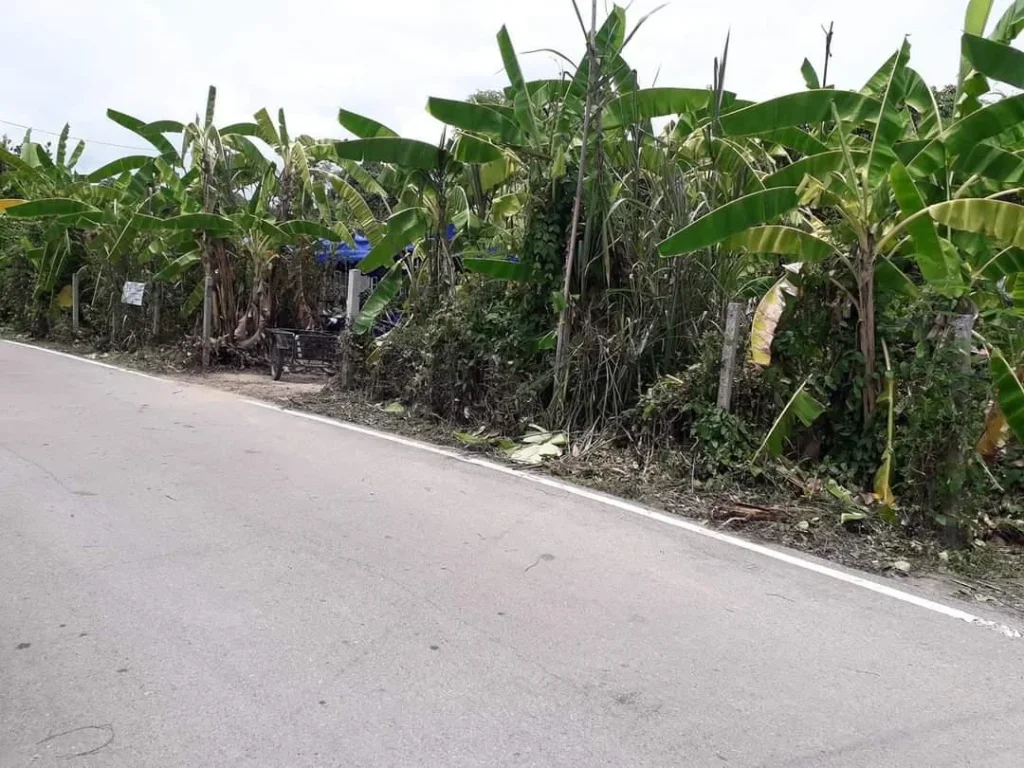 ขายที่ดินป่าลานดอยสะเก็ต ติดถนนคอนกรีต ราคาถูก