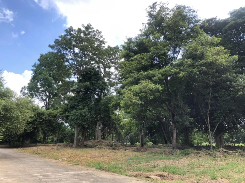 ที่ดิน วิวดอยสุเทพ มีต้นไม้ใหญ่ ตรงข้ามกองพันสัตว์ต่าง แม่ริม เชียงใหม่