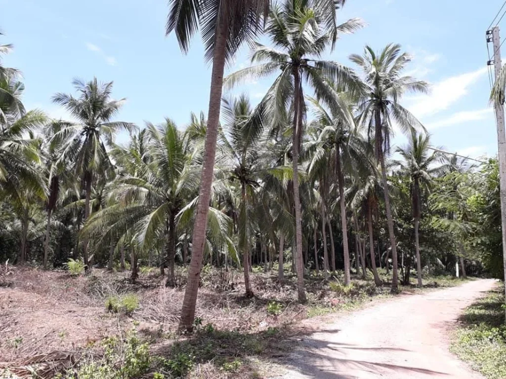 ขายที่ดิน 2 ไร่ ตบางขันแตก จสมุทรสงคราม ทำเลดีเพาะปลูกเยี่ยม ราคาถูก