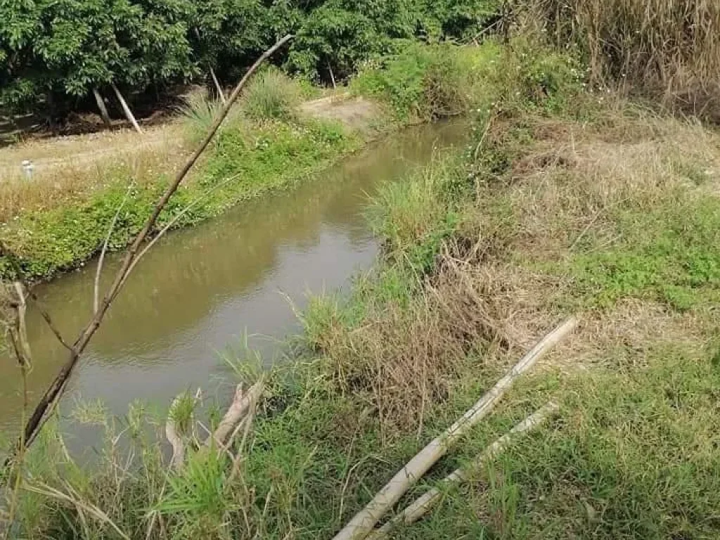 ขายสวนลำใย ติดลำเหมืองแม่เย็น ทุ่งรวงทองแม่วาง