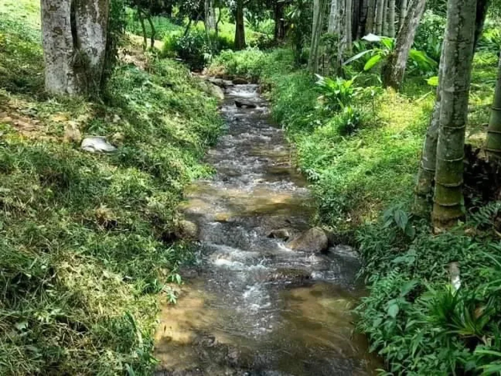 ขายที่ดินติดลำธารยาว 30 เมตร บ้านปางไฮดอยสะเก็ต