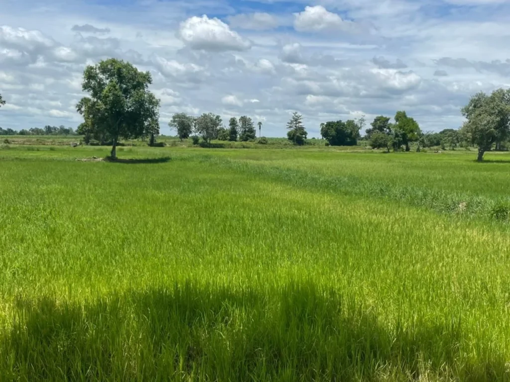 ขายที่ดิน 20-0-26 ไร่ ตำบลใหม่ อำเภอโนนสูง จังหวัดนครราชสีมา