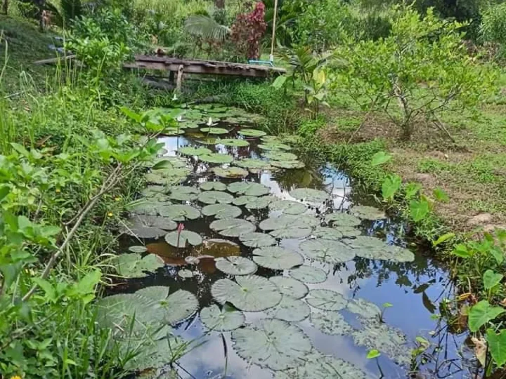 ขายที่ดินวิวรีสอร์ทไร่ละ550000บาทใกล้สุขุมวิท