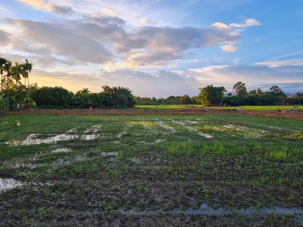 ที่ดิน ใกล้ถนนหลักเชียงใหม่-ดอยสะเก็ด ถูกมาก ตรวละ 5500- สาธารณูปโภคครบ