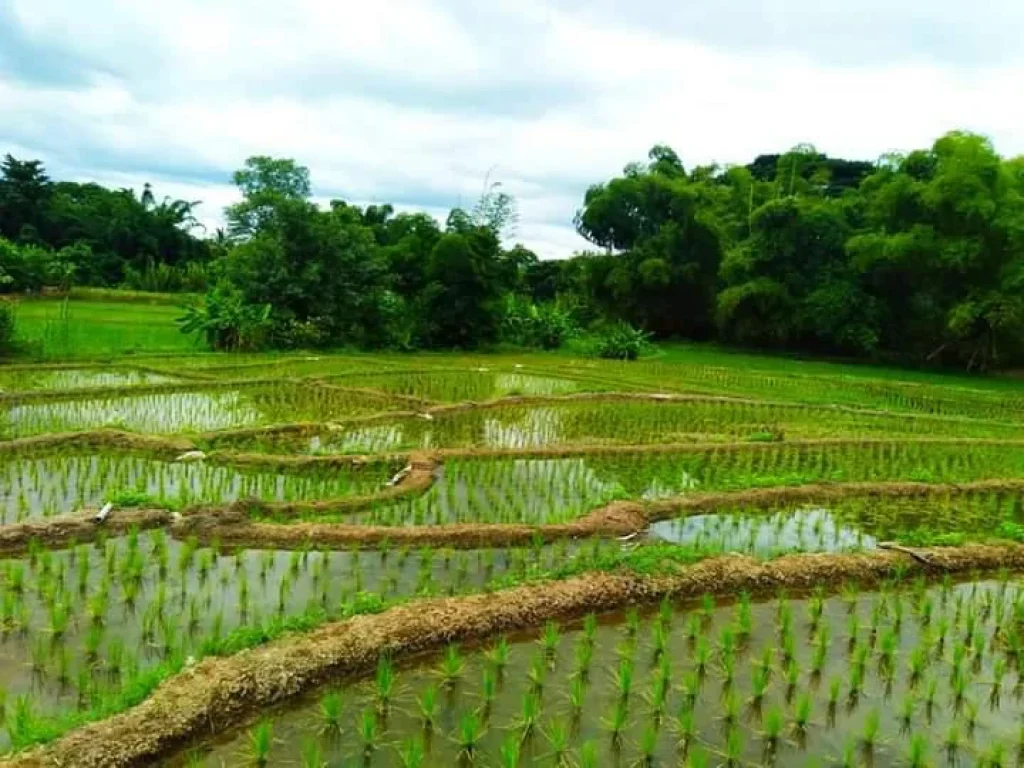 ขายที่นาขั้นบรรได บ้านหลวง จอมทอง วิวดอยโฉนด