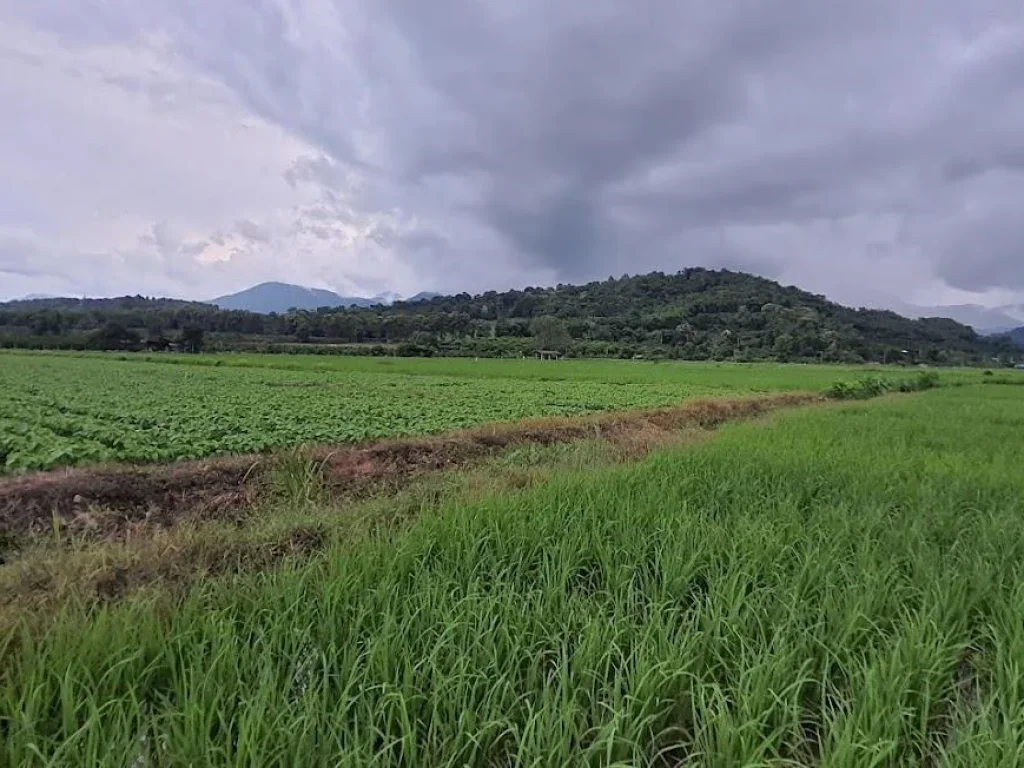 ขายที่นาน้ำดีติดถนนคอนกรีต 3 ไร่ 25 ตรว อยู่บ้านม่อนปิ่นใต้ ตม่อนปิ่น อฝาง จเชียงใหม่ ที่นาติดถนนคอนกรีต รถยน