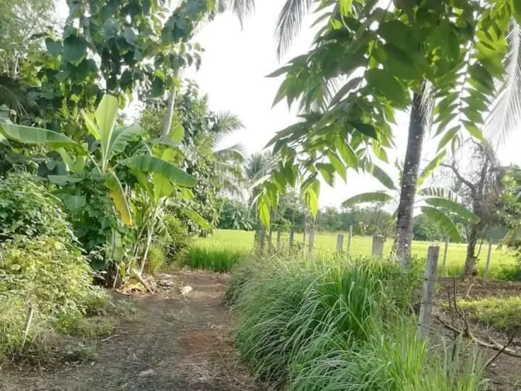 ขายที่ดินดอยสะเก็ตห่างถนนหลัก 70เมตร พร้อมโอน