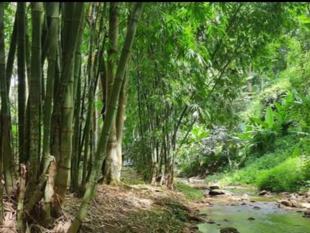 ขายที่ดินติดลำธารน้ำ บ้านปางจำปี ห้วยแก้ว ดอยสะเก็ต