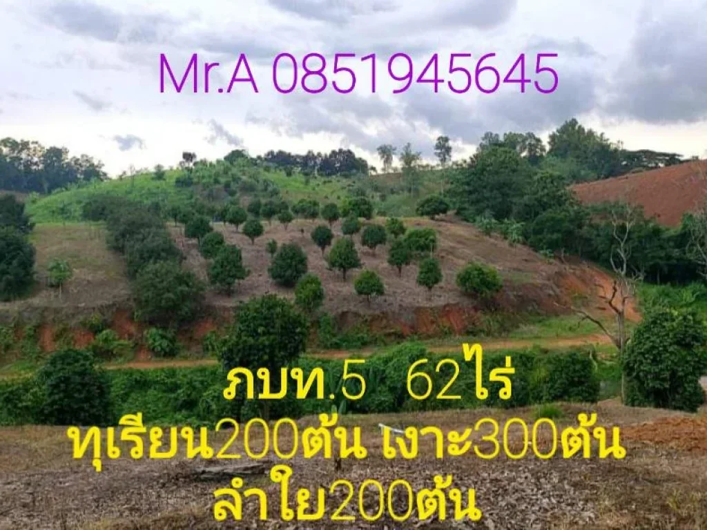 ขายสวนทุเรียนเงาะลำใย62ไร่ ภบท5 อนาดี ปราจีนบุรี