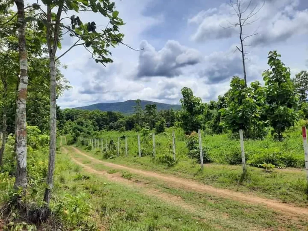 ขายที่สวนดอยสะเก็ต ห่างถนน 118 เพียง 200เมตร