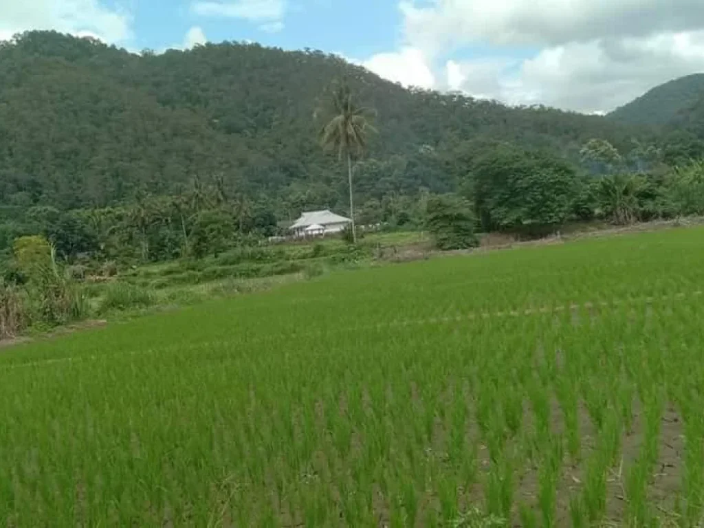 ขายที่นาวิวดอย สะเมิงใต้ ติดลำห้วย โฉนดพร้อมโอน