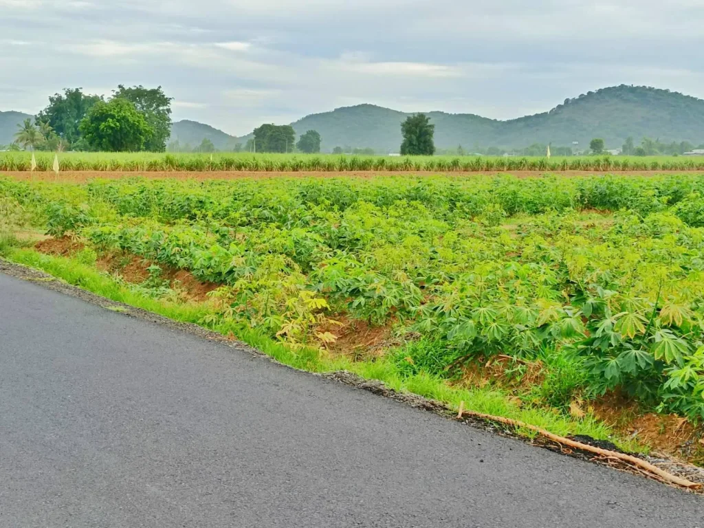 ขายที่ดินวิวเขาสวยใกล้วัดเขาดีสลัก 5 ไร่ เหมาะสร้างบ้านสวนขุดบ่อทำโคกหนองนา ปลูกป่าทำสวนพื้นที่อุดมสมบูรณ์ดินดีมาก