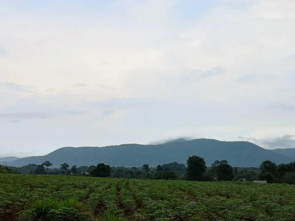 ขายที่ดิน 100 ไร่ วิวเทือกเขาใหญ่สวยงาม ติดทางสาธารณะ 200 กว่าเมตร ที่ดินโฉนด ไร่ละ 55 ล้านบาท