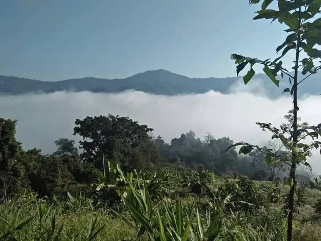 ขายที่ดินวิวหมอก เมืองก๋ายแม่แตง เอกสาร สค1