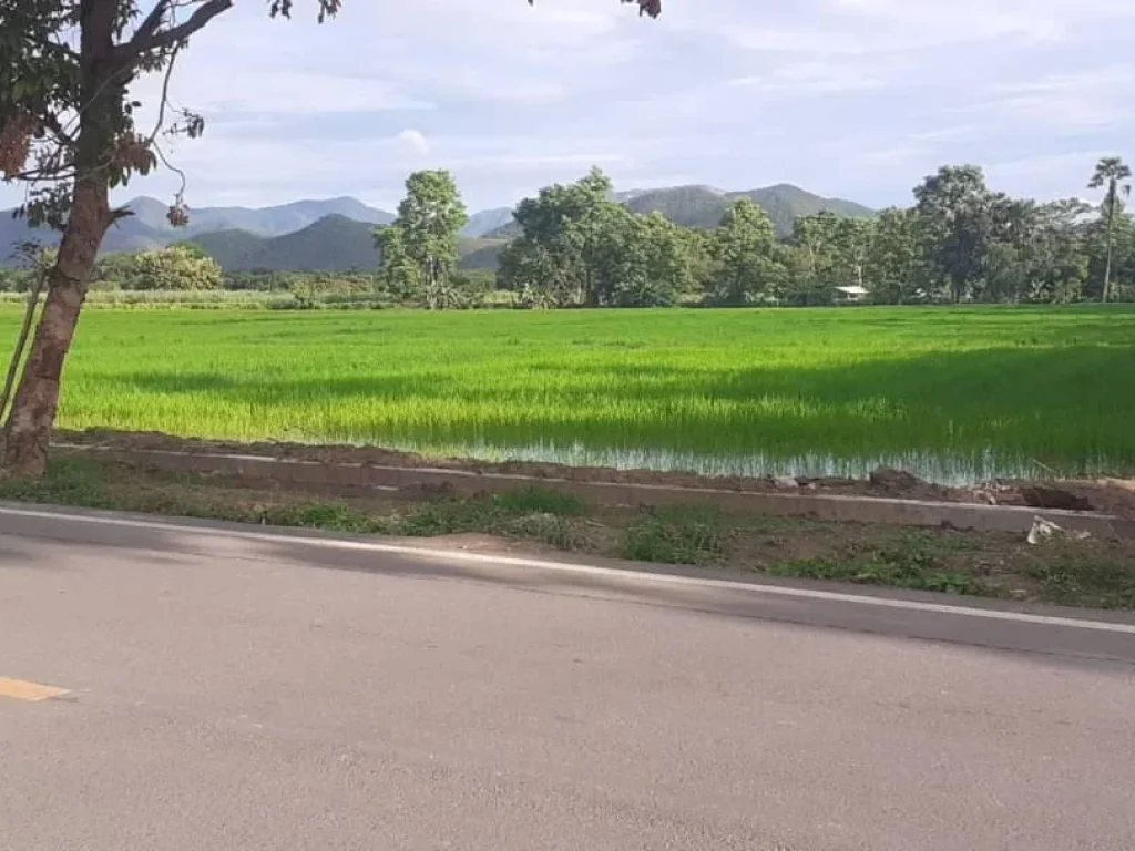 ขายที่นาติดถนนร้องวัวแดง สันกำแพง พร้อมโอน