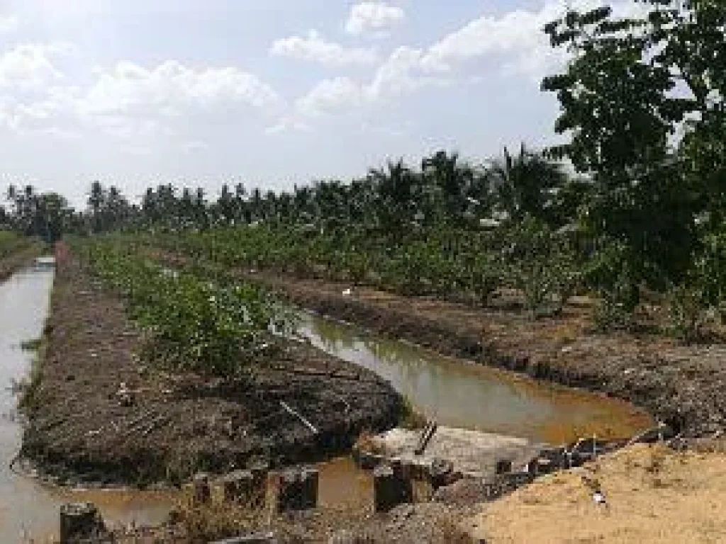 Selling coconut perfumed farm aged of coconut 3-4 years area 8000 sqm