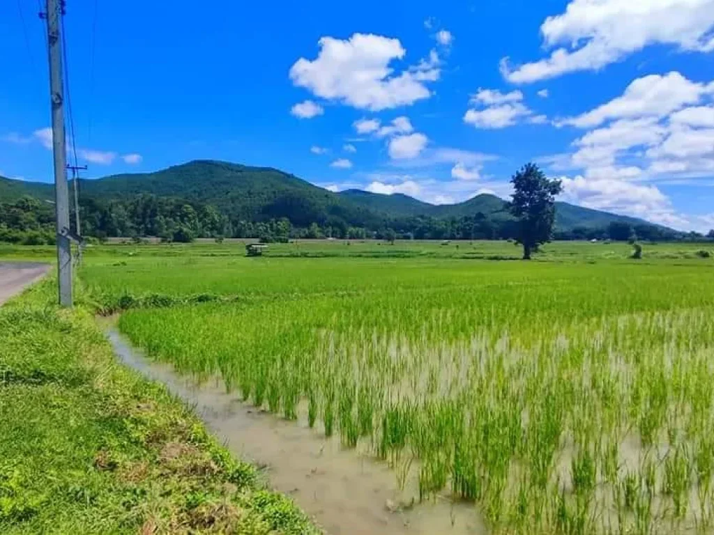 ขายที่นา บ้านแม่ทา ลำพูน วิวภูเขา ติดลำเหมือง ราคาถูก