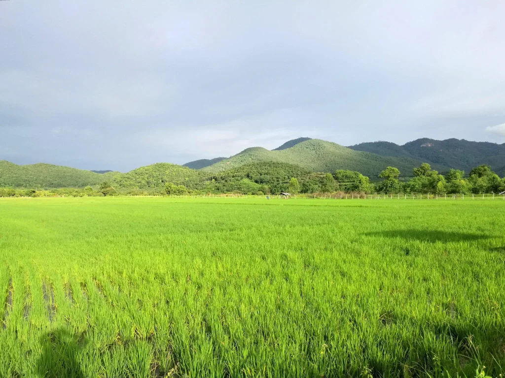 ที่ดินปลูกบ้านทำนาภูเขาล้อมทำเลดีใกล้ถนนหลัก 3 ไร่ 3 งาน 1350000