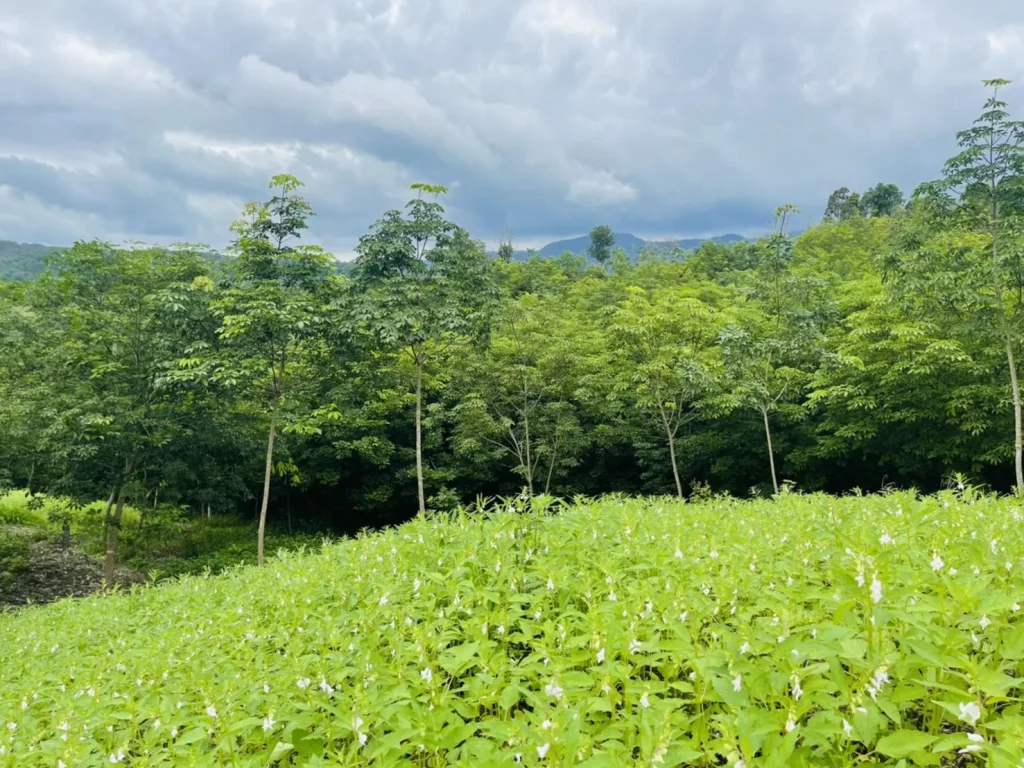 ขายที่ดินแม่นะ เชียงดาว เนินวิวดอย เอกสาร สกท