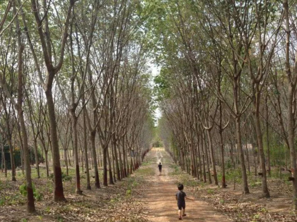 ขายที่ดินสวนยางพารา โฉนดที่ดิน 11 ไร่ ติดถนนดำ ใกล้ชุมชน