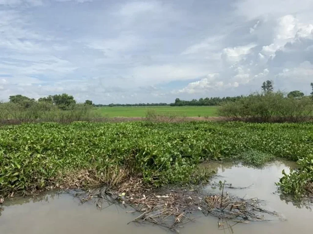 ขายที่ดิน ติดคลองหนองน้ำส้ม 53 ไร่ ออุทัย อยุธยา