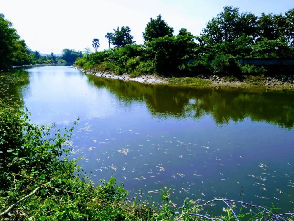 ขายที่ดินติดแม่น้ำบ้านปงชัย ตเหมืองจี้ อเมือง จลำพูน