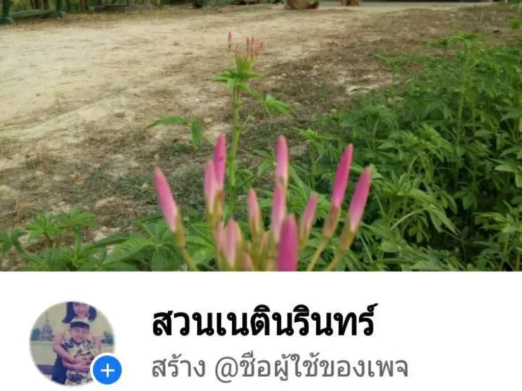 ขายที่ดิน ทำเลดีเนื้อที่ 12 ไร่ สุโขทัย