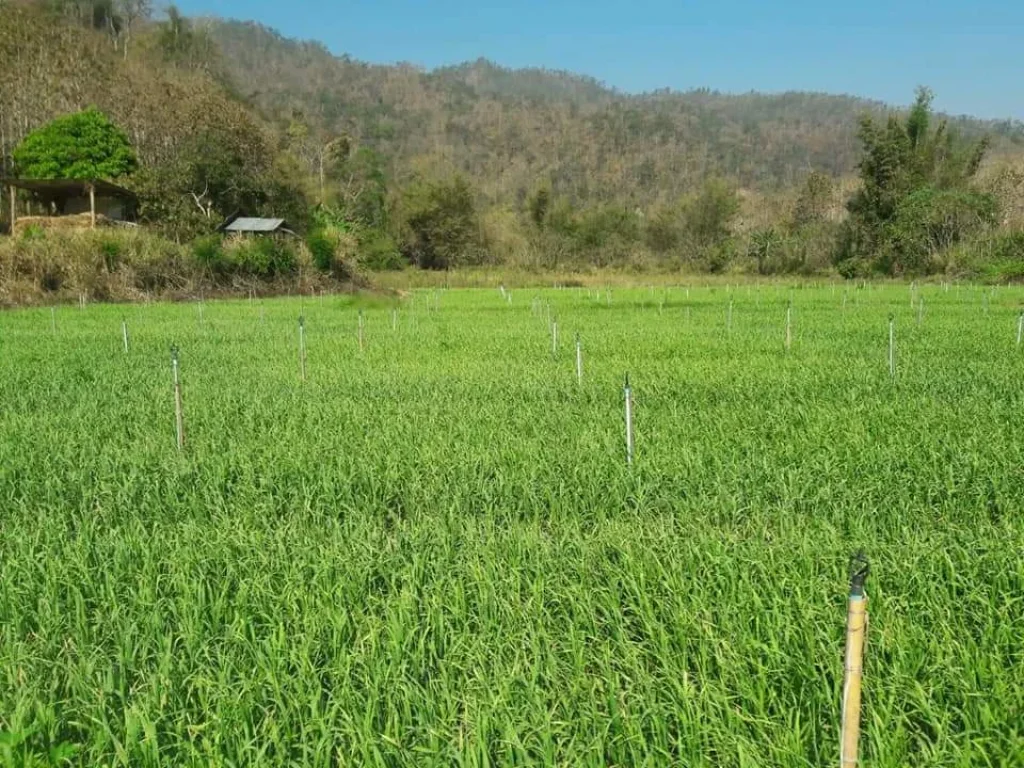 ขายที่ดินมีโฉนดสะเมิงใต้ น่าลงทุนรีสอทร์ ติดแม่น้ำ