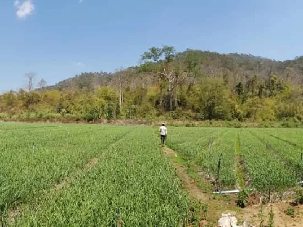 ขายที่ดินมีโฉนดสะเมิงใต้ น่าลงทุนรีสอทร์ ติดแม่น้ำ