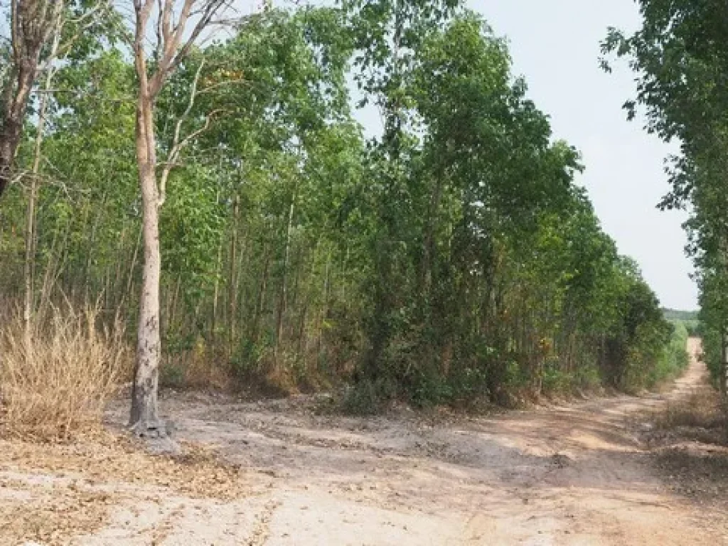 ที่ดิน100ไร่ ใกล้เขตอุตสาหกรรมบ้านแก้ง จังหวัดสระแก้ว