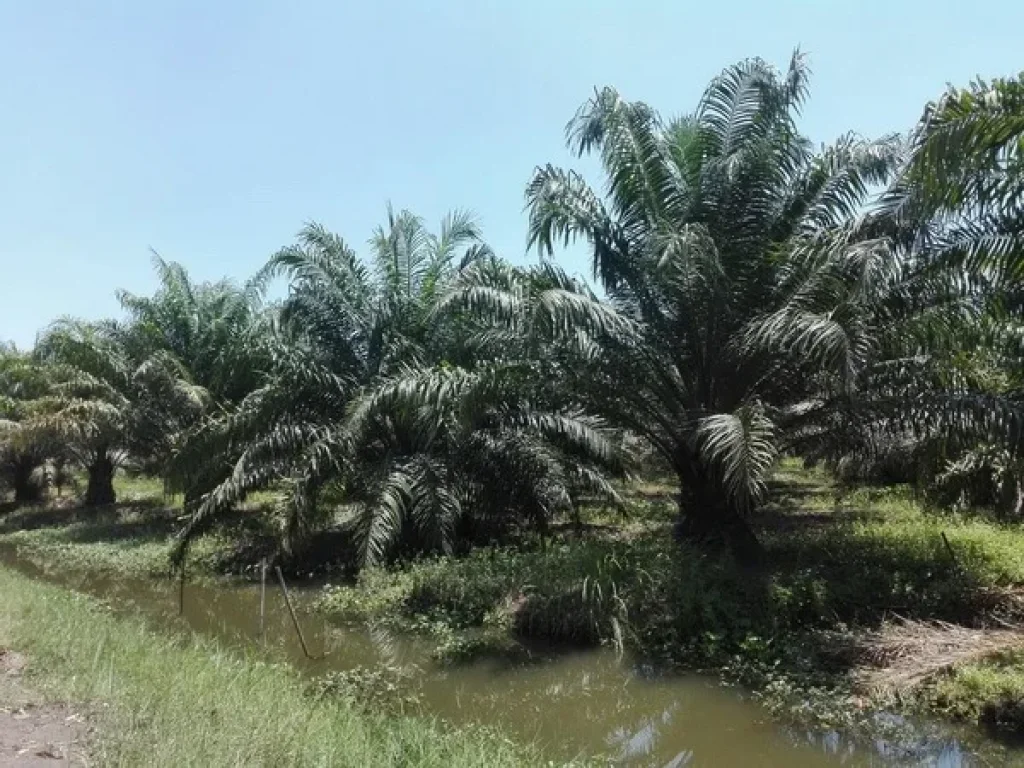 ขายที่สวย สวนปาล์ม ที่ สวนผสม อายุปาล์ม 4 ปี เริ่มเก็บผลผลิตขายได้แล้ว เนื่อที่ 65 ไร่ หนองแค สระบุรี เส้น 3045 รอยต่อหนองเสือ ปทุม กับ หนองแค สระบุรี