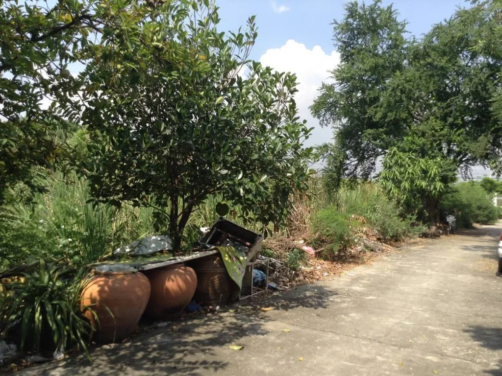 ขายที่ดิน 100 ตรวา ถนนศรีสมาน ซอยจุฬา7 แปลงสวย เป็นสี่เหลี่ยมผืนผ้า เพียง 26 ล