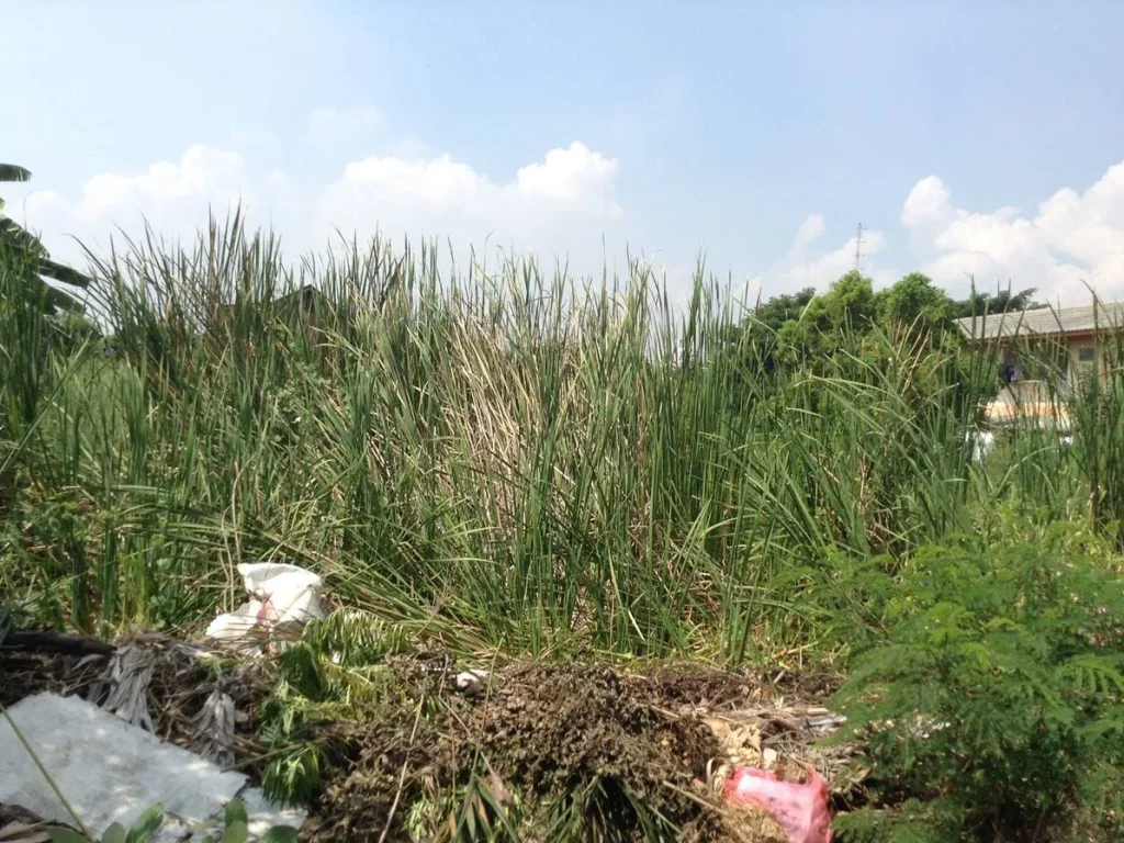 ขายที่ดิน 100 ตรวา ถนนศรีสมาน ซอยจุฬา7 แปลงสวย เป็นสี่เหลี่ยมผืนผ้า เพียง 26 ล