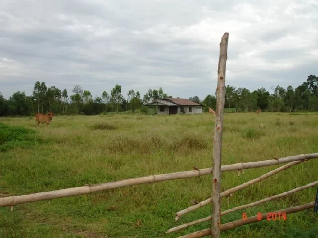 ขายที่ดินเพื่อการเกษตรพร้อมบ้านพัก 21 ไร่ 3 งาน 80 ตรว ตำบลนาหนองทุ่ม อำเภอชุมแพ ขอนแก่น