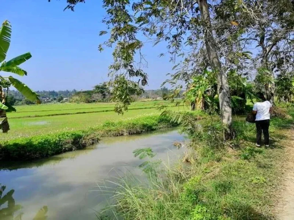 ขายที่นาแปลงสวย บรรยากาศดี ราคาถูก เดินทางสะดวก แม่ริม เชียงใหม่