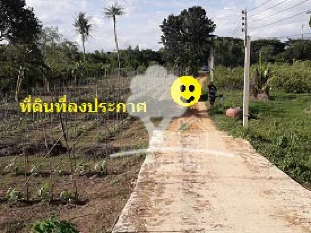 ขายที่ดินทำเกษตร 305 ตรว ท่ายาง วังไคร้ ใกล้แม่น้ำ