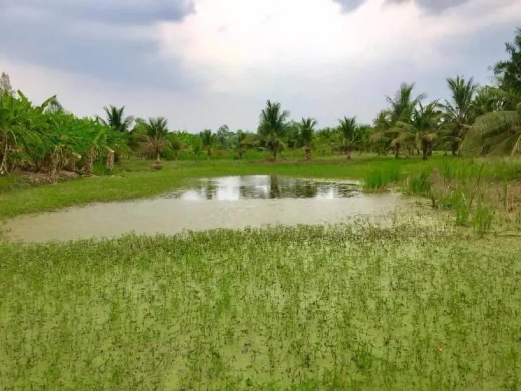 ขายบ้านพร้อมที่ดิน 14 ไร่ จังหวัดราชบุรี มีสวนมะพร้าวน้ำหอมพร้อมเก็บผลผลิตกับบ่อปลา 3บ่อ