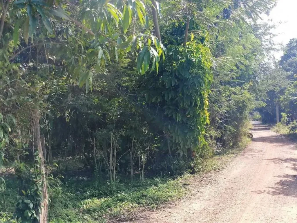 ขายที่ดินเปล่า 384 ตรว ถนนลำพูน-ป่าซาง