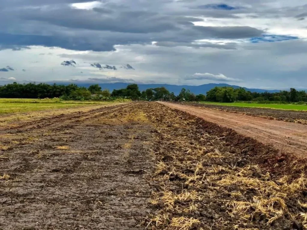 หลุดจองบ้านพริก บ้านนา 100 ตรว350000 โคกหนองนา บ้านสวนเกษตร เชิญทางนี้ค่ะ