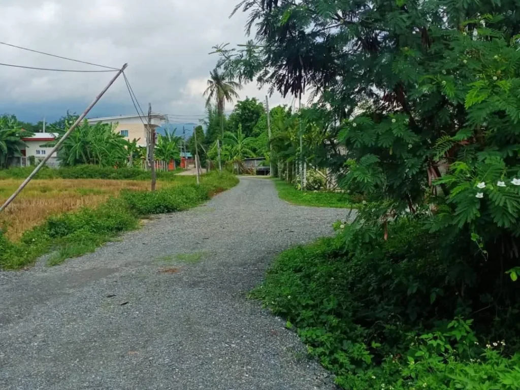 ขายที่ดินบ้านหนองเขียว แม่ริม ติดถนนสองด้าน